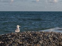 Larus michahellis ad Dagomys, Krasnodar, Russia 20160905_0035