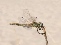 Sympetrum fonscolombii Anapa Beach, Krasnodar, Russia 20160910_0244