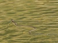 Natrix natrix 1.5 km SSE Aderbiyevka, Krasnodar, Russia 20160911_0964