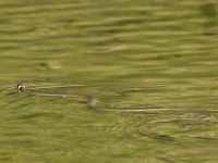 Natrix natrix 1.5 km SSE Aderbiyevka, Krasnodar, Russia 20160911_0966