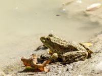 Pelophylax ridibundus Shirokaya Shchel, Krasnodar, Russia 20160911_0933