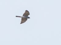 Accipiter brevipes 1cy Dagomys, Krasnodar, Russia 20160906_0582