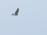 Accipiter brevipes 1cy Dagomys, Krasnodar, Russia 20160906_0585