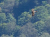 Accipiter nisus Krasnaja Poljana, Krasnodar, Russia 20160908_0774