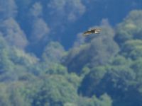 Accipiter nisus Krasnaja Poljana, Krasnodar, Russia 20160908_0775