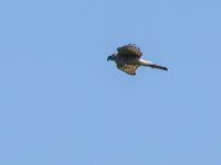 Accipiter nisus Krasnaja Poljana, Krasnodar, Russia 20160908_0782