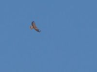 Buteo buteo vulpinus Dagomys, Krasnodar, Russia 20160906_0617