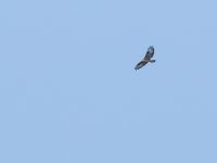 Buteo buteo vulpinus Dagomys, Krasnodar, Russia 20160906_0626