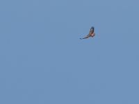 Buteo buteo vulpinus Dagomys, Krasnodar, Russia 20160906_0653