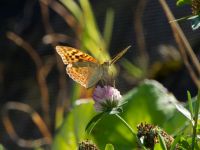 Argynnis pandora Krasnaja Poljana, Krasnodar, Russia 20160908_0768