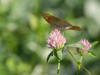 Argynnis pandora Krasnaja Poljana, Krasnodar, Russia 20160908_0820