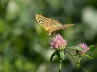 Argynnis pandora Krasnaja Poljana, Krasnodar, Russia 20160908_0821