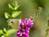 Pieris brassicae Shirokaya Shchel, Krasnodar, Russia 20160911_0893