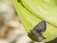 Polyommatus amandus male Shirokaya Shchel, Krasnodar, Russia 20160911_0930