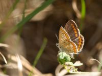 Polyommatus icarus female Shirokaya Shchel, Krasnodar, Russia 20160911_0875