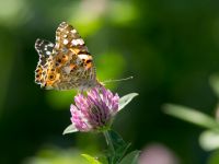 Vanessa cardui Krasnaja Poljana, Krasnodar, Russia 20160908_0803