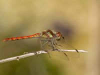 Sympetrum striolatum male Svirskoye ushele, Lazarevskoye, Krasnodar, Russia 20160913_1086