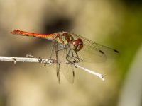 Sympetrum striolatum male Svirskoye ushele, Lazarevskoye, Krasnodar, Russia 20160913_1088