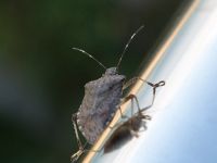 Hemiptera Hotel Iceberg, Lazarevskoye, Krasnodar, Russia 20160914_0513