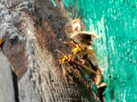 Vespa crabro Svirskoye ushele, Lazarevskoye, Krasnodar, Russia 20160913_1067