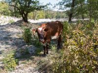 Bos taurus 1.5 km SSE Aderbiyevka, Krasnodar, Russia 20160911_0321