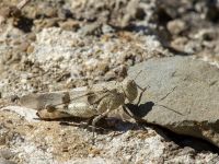 Oedipoda caerulescens Shirokaya Shchel, Krasnodar, Russia 20160911_0868