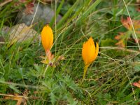 Crocus scharojanii Krasnaja Poljana, Krasnodar, Russia 20160908_0804