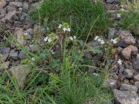 Euphrasia pectinata Krasnaja Poljana, Krasnodar, Russia 20160908_0171