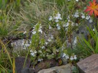 Euphrasia pectinata Krasnaja Poljana, Krasnodar, Russia 20160908_0808