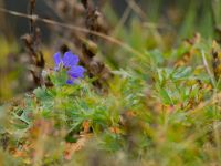 Geranium gymnocaulon Krasnaja Poljana, Krasnodar, Russia 20160908_0810