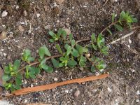 Portulaca oleracea ssp. oleracea Dagomys, Krasnodar, Russia 20160905_0027