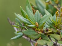 Rhododendron caucasicum Krasnaja Poljana, Krasnodar, Russia 20160908_0806