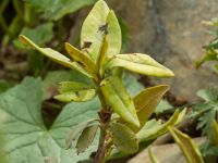 Rhododendron caucasicum Krasnaja Poljana, Krasnodar, Russia 20160908_0814