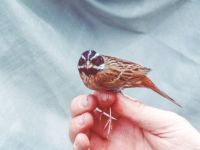 Emberiza tristrami ad male Happy Island (Shijiu Tuodao), Hebei, China 19980509B (19)