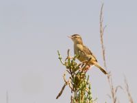 Cisticola juncidis Lefkimmi saltpans, Corfu, Greece 20100913 135