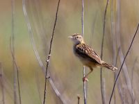 Cisticola juncidis Lefkimmi saltpans, Corfu, Greece 20100913 185