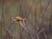 Cisticola juncidis Lefkimmi saltpans, Corfu, Greece 20100913 191