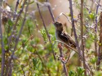 Cisticola juncidis Lefkimmi saltpans, Corfu, Greece 20100913 204