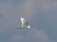 Egretta garzetta Lefkimmi saltpans, Corfu, Greece 20100913 214