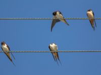 Hirundo rustica Agois Ioannis, Corfu, Greece 20100913B 305