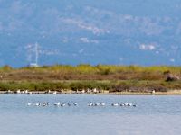 Recurvirostra avosetta Lefkimmi saltpans, Corfu, Greece 20100913 209