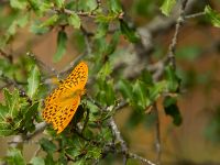 Argynnis paphia Pantokrator, Corfu, Greece 20100917B 550