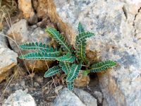 Asplenium ceterach Pantokrator, Corfu, Greece 20100911-18 124