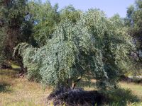 Olea europaea Zygos, Corfu, Greece 20100915 367