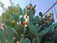 Opuntia ficus-indica Zigos, Corfu, Greece 20100915 396