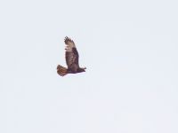 Buteo buteo Lasshiti, Crete, Greece 20130707B 003