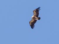 Gyps fulvus ad Georgios Selinari, Crete, Greece 20130710B 258