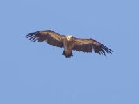 Gyps fulvus ad Georgios Selinari, Crete, Greece 20130710B 280