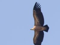 Gyps fulvus juv Georgios Selinari, Crete, Greece 20130710 273