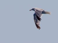 Larus michahellis ad Elounda, Crete, Greece 20130709 011